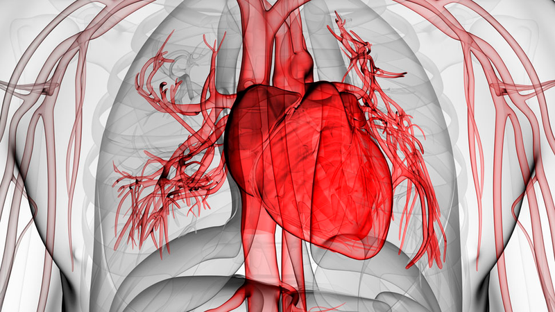 Illustration for article titled Por qué el corazón no se cansa igual que otros músculos